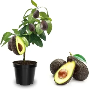Hass Avocado Tree Live Plant - Grafted, 2-3 Ft Tall, 3 Gallon Pot, Ready to Fruit - Image 7