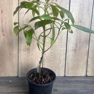 Hass Avocado Tree Live Plant – Grafted, 3 Gallon Pot – Outdoor Fruit Tree - Image 7