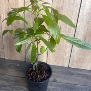 Hass Avocado Tree Live Plant – Grafted, 3 Gallon Pot – Outdoor Fruit Tree - Image 9