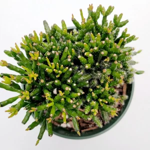 Hatiora Salicornioides 'Dancing Bones' Succulent Live Plant - Unique Indoor/Outdoor - Image 2