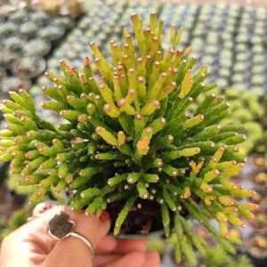 Hatiora Salicornioides 'Dancing Bones' Succulent Live Plant - Unique Indoor/Outdoor - Image 4
