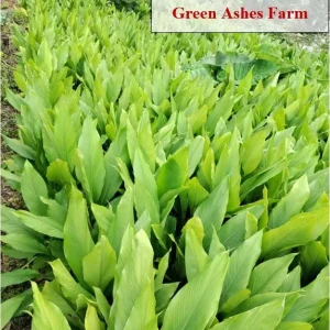 Hawaiian Red Turmeric Rhizomes - Curcuma longa Olena - Edible & Ornamental - Image 5