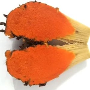 Hawaiian Red Turmeric Rhizomes - Curcuma longa Olena - Edible & Ornamental - Image 6