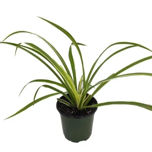 Hawaiian Spider Plant Live Plant - Air Purifying Indoor Houseplant - 4 inch Pot - Image 1