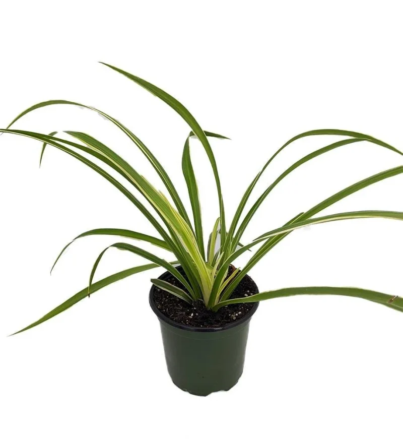 Hawaiian Spider Plant - Easy to Grow - Cleans the Air - 4" Pot - Green/Cream