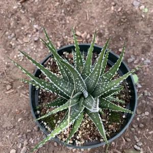 Haworthia Attenuata 'Big Band' Live Plant - Zebra Haworthia - 4 inch Pot - Image 3
