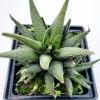 Haworthia attenuata 'Concolor' Succulent Plant – Live Indoor Cactus - Image 1