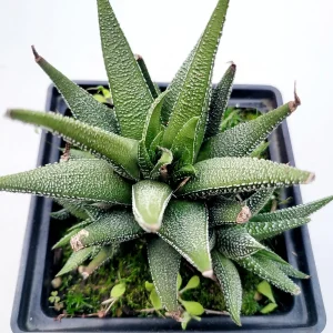 Haworthia attenuata 'Concolor' Succulent Plant – Live Indoor Cactus - Image 1