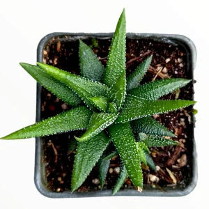 Haworthia attenuata 'Enon' Live Succulent Plant – Easy Care Houseplant - Image 2