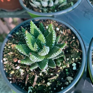 Haworthia Coarctata Live Plant - 4 inch Pot - Indoor Succulent - Image 2