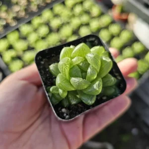 Haworthia Cooperi Variegated Live Plant - 2 Inch Pot, Rare Indoor Succulent - Image 2