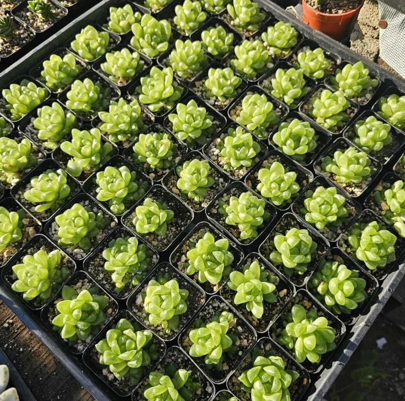 Haworthia Cooperi Variegated Live Plant - 2 Inch Pot, Rare Indoor Succulent - Image 4