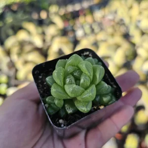 Haworthia Cooperi Variegated Live Plant - 2 Inch Pot, Rare Indoor Succulent - Image 5