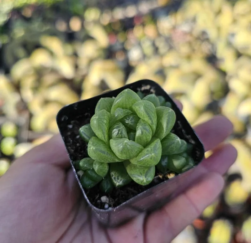 Haworthia Cooperi Variegated Live Plant - 2 Inch Pot, Rare Indoor Succulent - Image 5