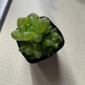 Haworthia Cooperi Variegated Live Plant - 2 Inch Pot, Rare Indoor Succulent - Image 6