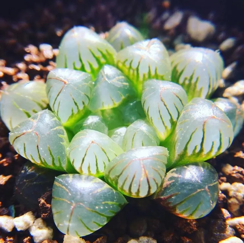 Haworthia Cooperi Variegated Live Plant - 2 Inch Pot, Rare Indoor Succulent - Image 1
