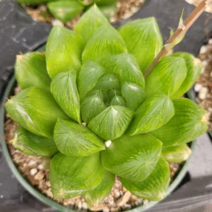 Haworthia cuspidata 'Star Window Plant' Succulent Live Plant - Indoor - Image 4