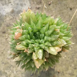 Haworthia cymbiformis 'Cathedral Window' Succulent Live Plant, Easy Care - Image 3