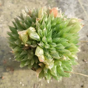 Haworthia cymbiformis 'Cathedral Window' Succulent Live Plant, Easy Care - Image 4