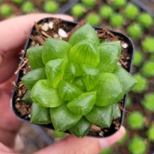 Haworthia cymbiformis var. obtusa Live Succulent Plant - 2-4 Inch Diameter - Image 2
