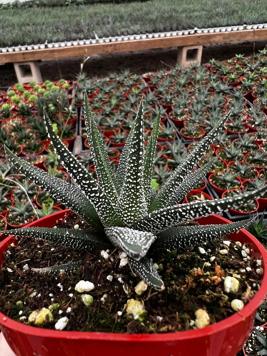 Haworthia Fasciata Cape Town Live Plant – Rare Succulent in 4 inch Pot – Indoor Low Light - Image 1