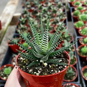 Haworthia Fasciata Live Plant – Zebra Plant Succulent – Easy Care – 2