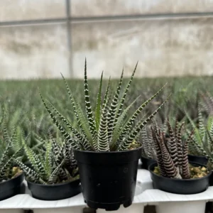 Haworthia Fasciata Live Plant – Zebra Plant Succulent – Easy Care – 2