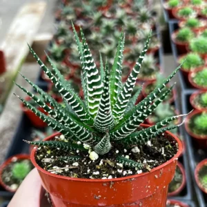 Haworthia Fasciata Live Plant – Zebra Plant Succulent – Easy Care – 2