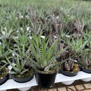Haworthia Fasciata Live Plant – Zebra Plant Succulent – Easy Care – 2