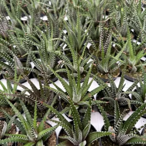 Haworthia Fasciata Live Plant – Zebra Plant Succulent – Easy Care – 2