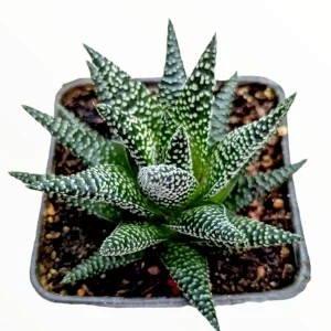 Haworthia fasciata 'Royal Albert' Succulent Live Plant - Easy Care Indoor - Image 3