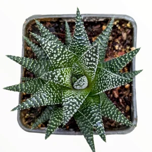 Haworthia fasciata 'Royal Albert' Succulent Live Plant - Easy Care Indoor - Image 4