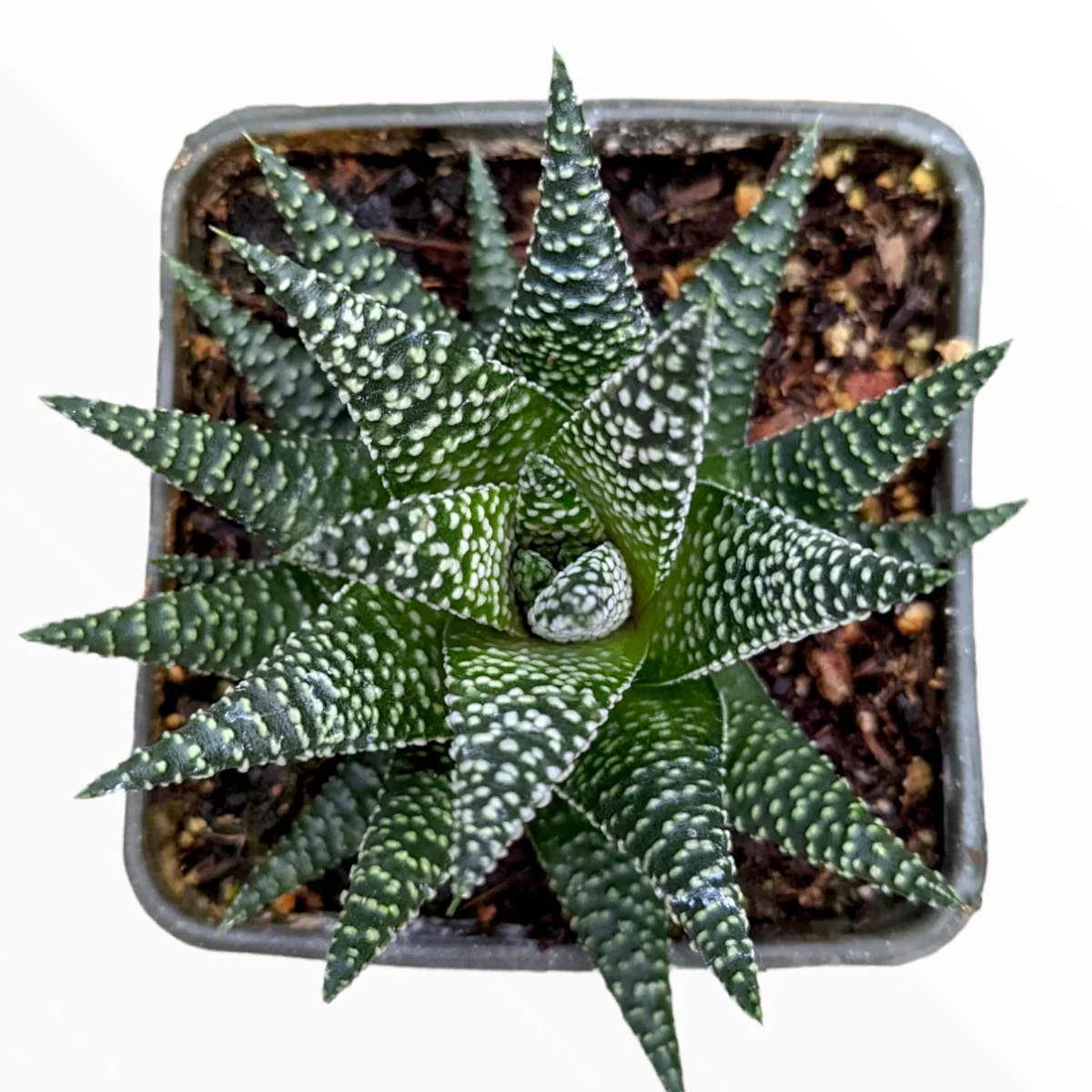 Haworthia fasciata 'Royal Albert' Succulent Live Plant - Easy Care Indoor - Image 4