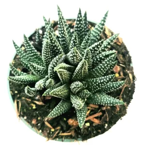 Haworthia fasciata 'Royal Albert' Succulent Live Plant - Easy Care Indoor - Image 5