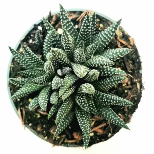 Haworthia fasciata 'Royal Albert' Succulent Live Plant - Easy Care Indoor - Image 6