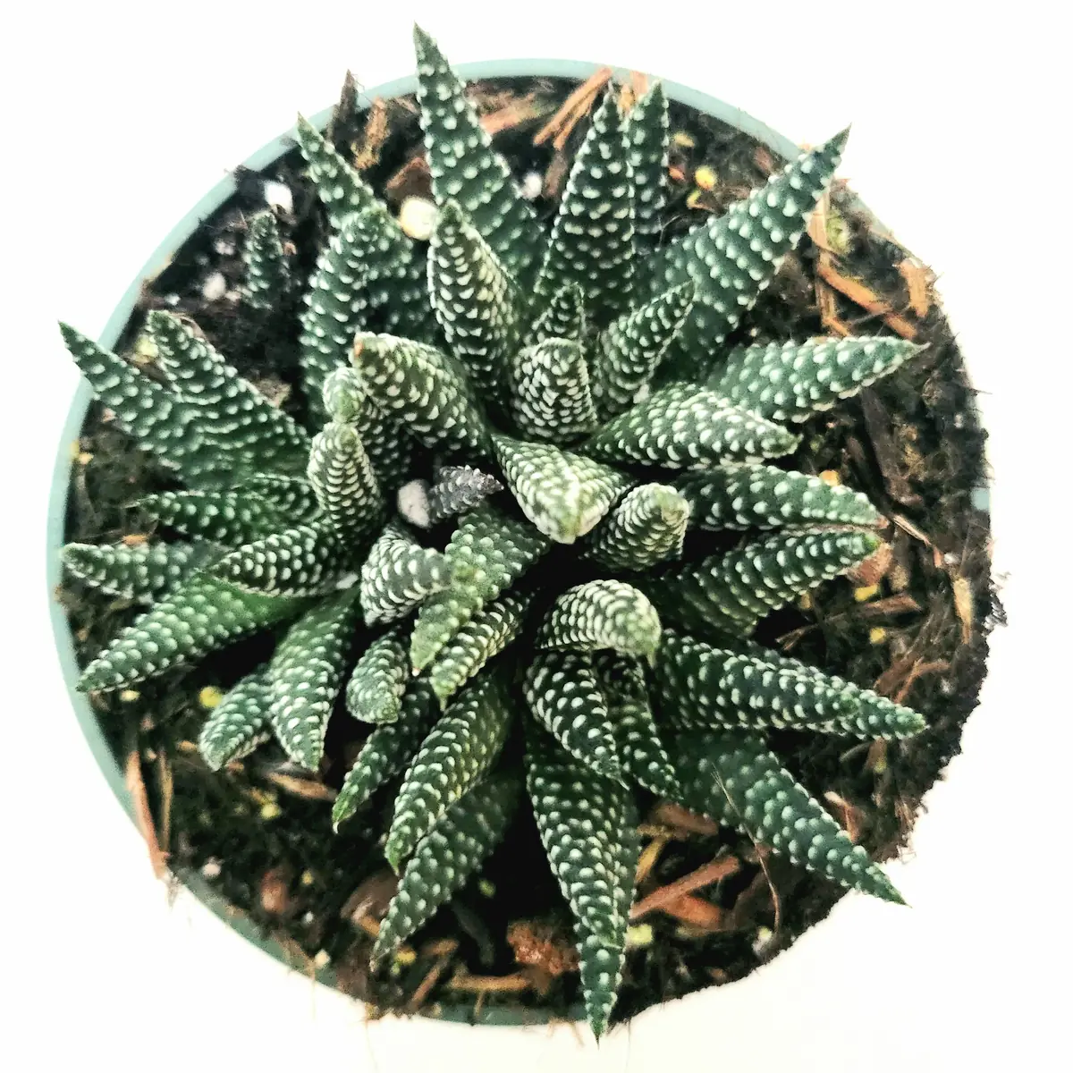 Haworthia fasciata 'Royal Albert' Succulent Live Plant - Easy Care Indoor - Image 6