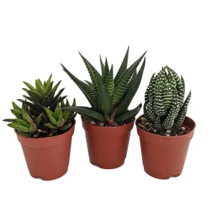 Haworthia Live Plant Collection - 3 Succulent Plants in 2-inch Pots - Image 1