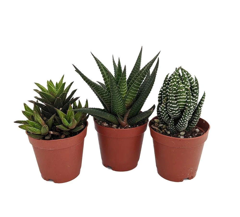 Haworthia Live Plant Collection - 3 Succulent Plants in 2-inch Pots - Image 1