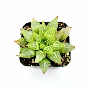 Haworthia retusa f. geraldii 'Star Cactus' Succulent Live Plant - Green, Easy Care - Image 2