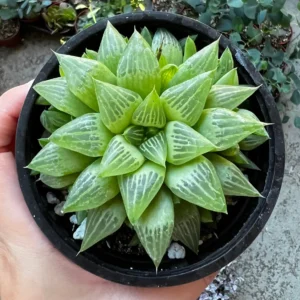 Haworthia Retusa with Pups Live Succulent Plant - Small, 2-4 inch Pot - Image 2