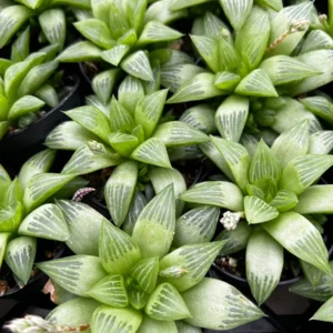 Haworthia Retusa with Pups Live Succulent Plant - Small, 2-4 inch Pot - Image 3