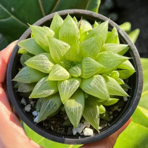 Haworthia Retusa with Pups Live Succulent Plant - Small, 2-4 inch Pot - Image 1