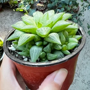 Haworthia Retusa with Pups Live Succulent Plant - Small, 2-4 inch Pot - Image 5