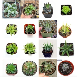 Haworthia Succulent Live Plant Variety Pack - 2, 4, 6 Inch Pots Indoor - Image 1