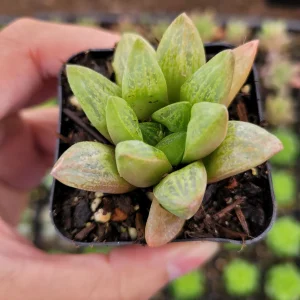 Haworthia Turgida X Succulent Live Plant – Drought Tolerant Indoor - Image 4