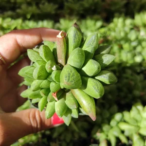 Haworthia Turgida X Succulent Live Plant – Drought Tolerant Indoor - Image 5
