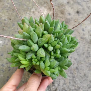 Haworthia Turgida X Succulent Live Plant – Drought Tolerant Indoor - Image 7