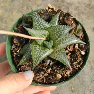 Haworthia venosa subsp. tessellata Veined Haworthia Succulent Live Plant - Easy Care - Image 1
