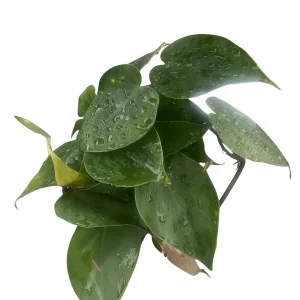 Heartleaf Philodendron Live Plant – Easy Indoor Houseplant – 3 inch Pot - Image 2