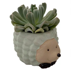 Hedgehog Ceramic Planter with Live Succulent Plant - 3 Inch Pot - Indoor Decor - Image 2